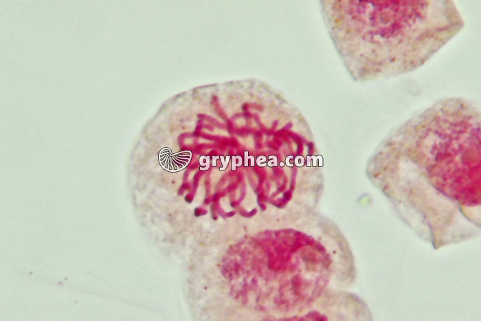 Mitose cellules de racine d'Ail - Prophase x800 - gryphea.com